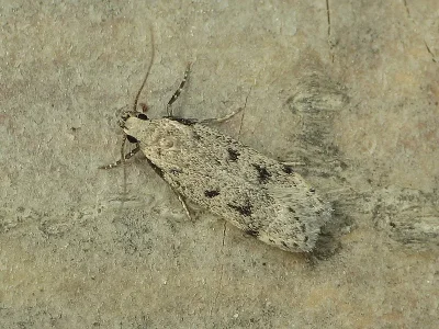 Gelechia (Gelechia) rhombella