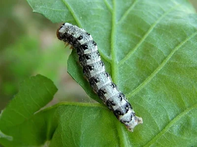 Dichonia (Dichonia) convergens