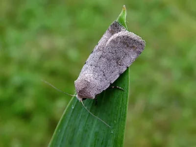 Caradrina (Paradrina) selini