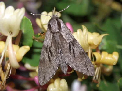 Sphinx pinastri