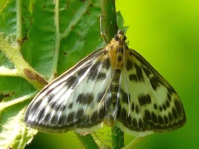 Anania hortulata