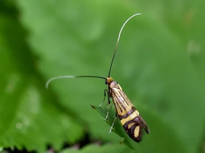 Nemophora ochsenheimerella