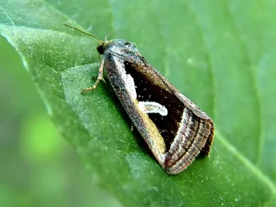 Deltote uncula