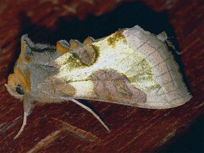 Diachrysia stenochrysis