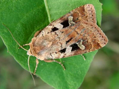 Diarsia mendica