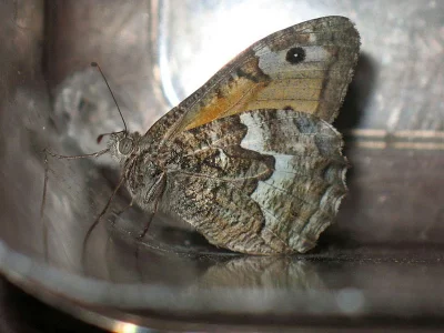 Hipparchia (Parahipparchia) pellucida