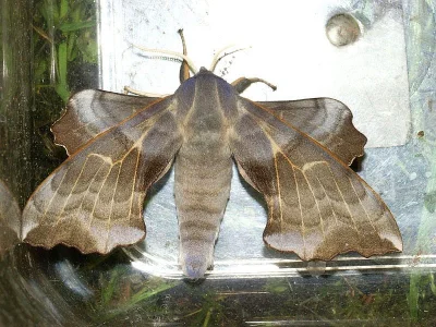 Laothoe amurensis