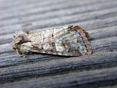 Brachylomia viminalis