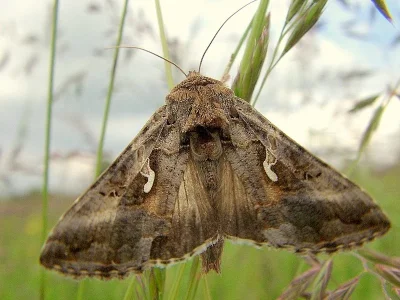 Autographa gamma