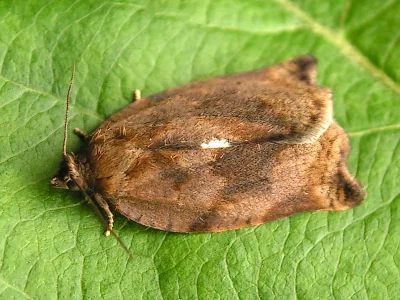 Archips crataegana