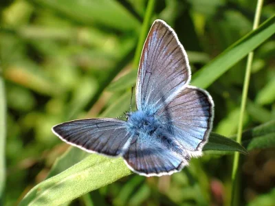 Polyommatus (Plebicula) amandus