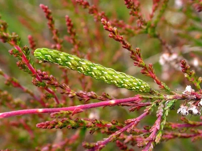 Anarta (A.) myrtilli