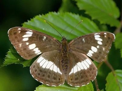 Limenitis camilla
