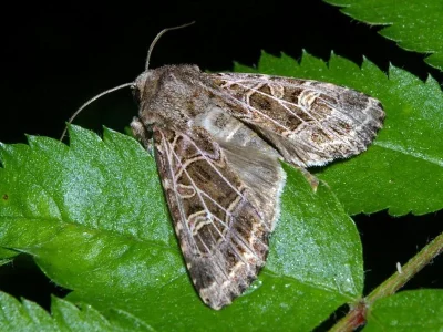 Sideridis (Heliophobus) reticulata
