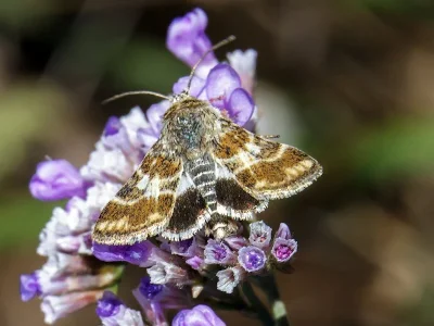 Schinia cognata