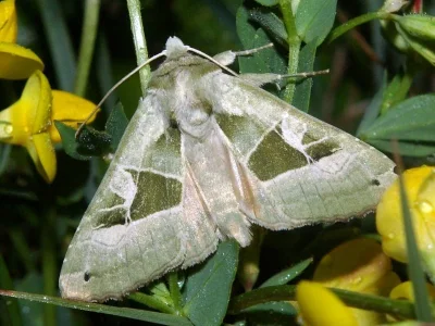 Phlogophora scita