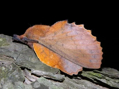 Gastropacha (Gastropacha) quercifolia