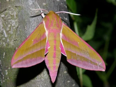 Deilephila elpenor