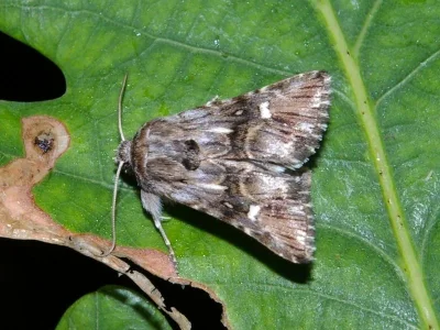 Calophasia lunula