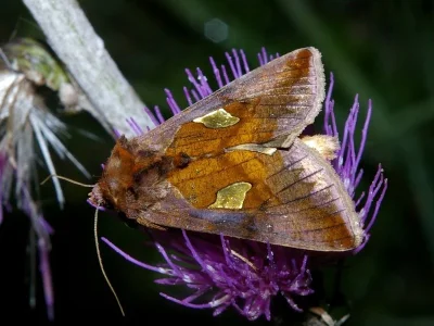 Autographa bractea