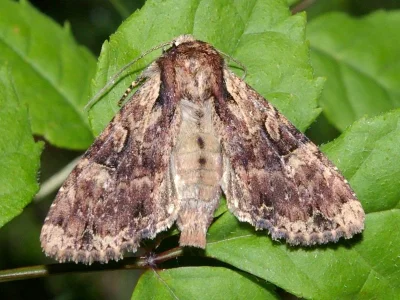 Apamea (Apamea) epomidion