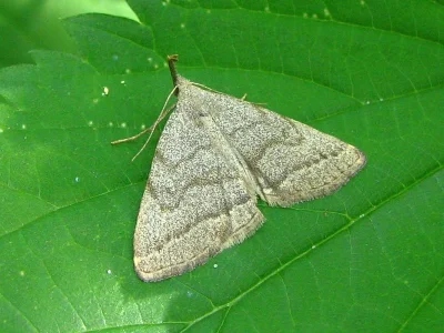 Pechipogo (Pechipogo) strigilata