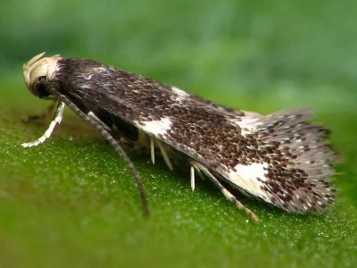 Elachista (Elachista) albifrontella