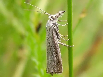Platytes cerussella