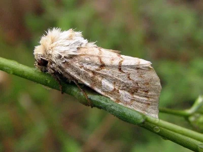 Hadena (Anepia) irregularis