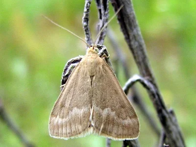 Pyrausta despicata