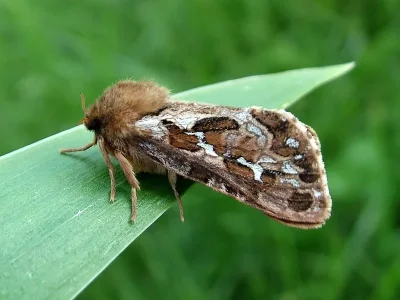 Korscheltellus fusconebulosa