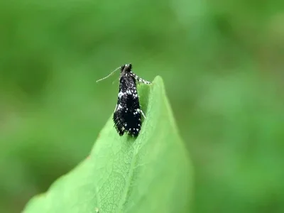 Narycia duplicella