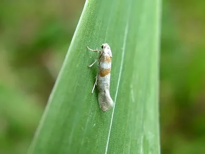 Cedestis gysseleniella