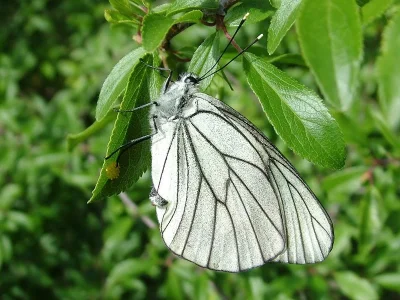Aporia crataegi