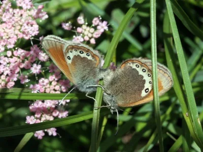 Coenonympha gardetta