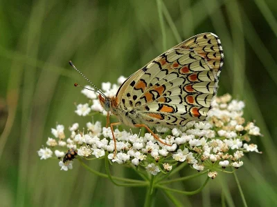 Melitaea arduinna