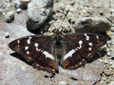 Apatura iris