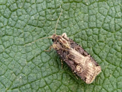 Opigena polygona