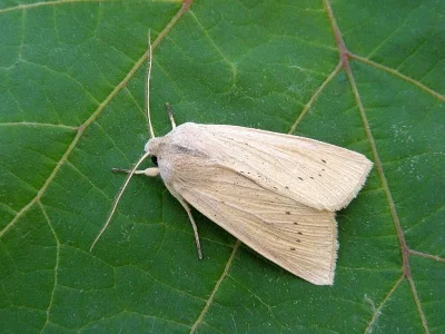 Rhizedra lutosa
