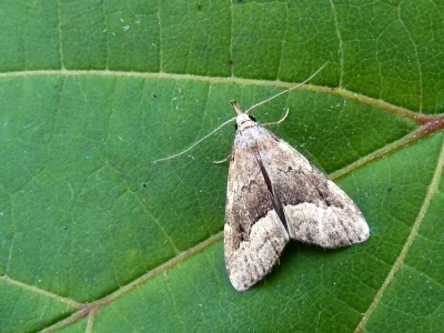 Schrankia taenialis