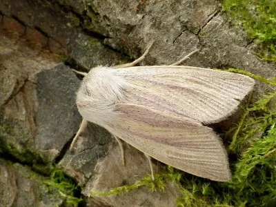 Sedina buettneri