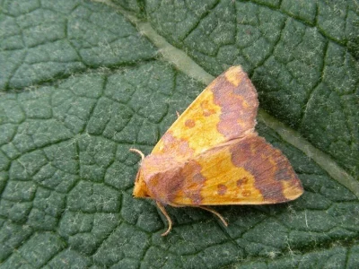 Tiliacea aurago