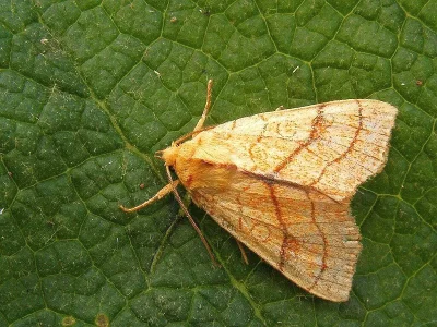 Tiliacea citrago