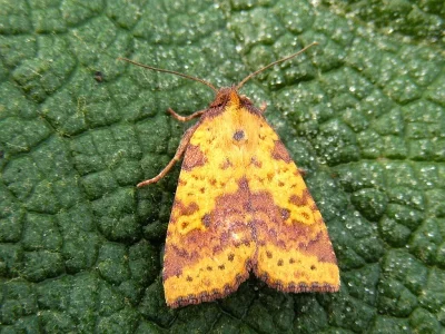 Xanthia (Xanthia) togata