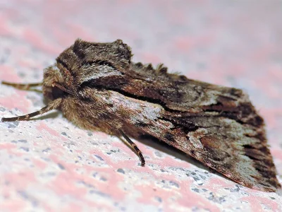 Chloantha hyperici