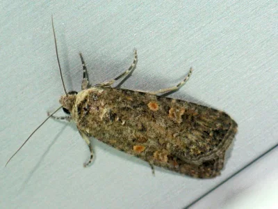 Spodoptera exigua