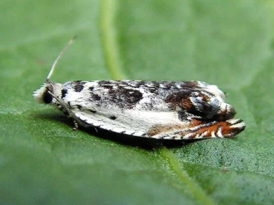 Ancylis laetana