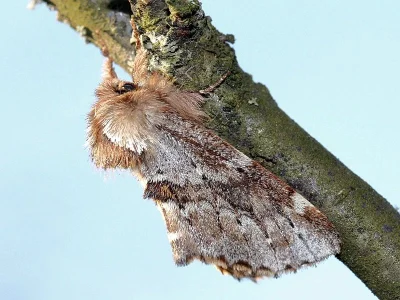 Odontosia sieversii