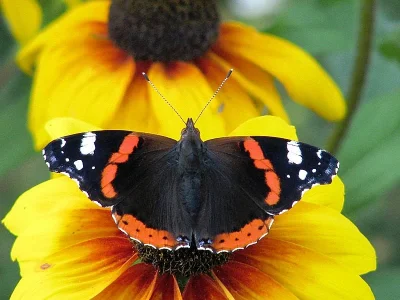 Vanessa atalanta