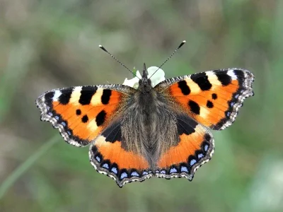 Aglais urticae
